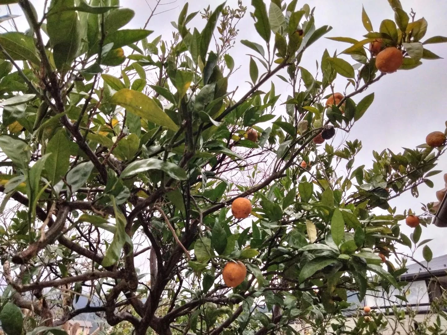 I'm still surprised that oranges actually grow during win...